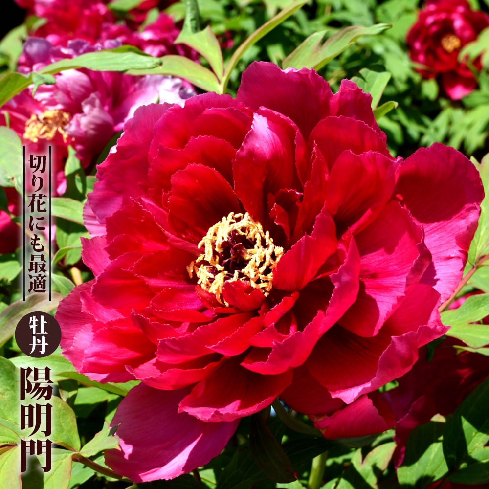 牡丹 陽明門 
