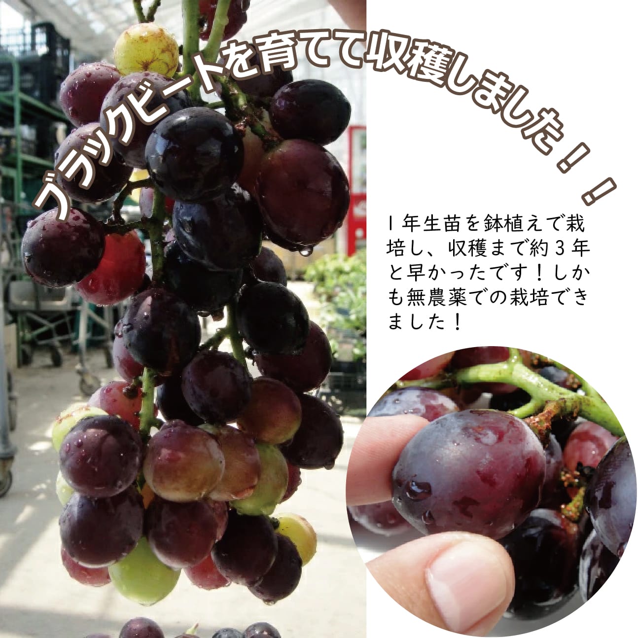 ブドウ ブラックビート 1