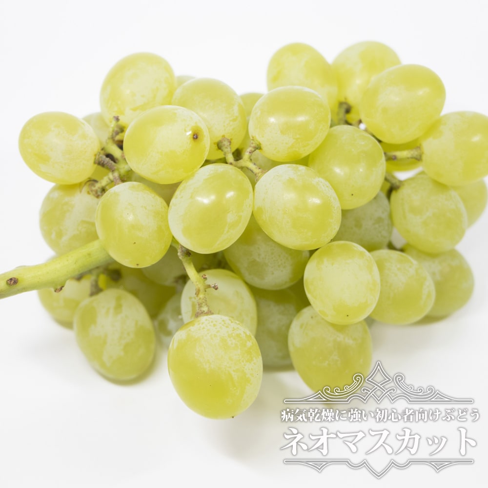 ブドウ ネオマスカット 
