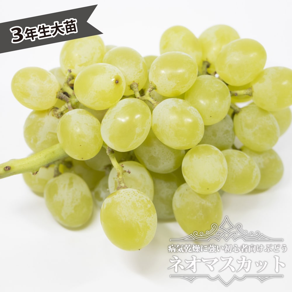 ブドウ ネオマスカット 