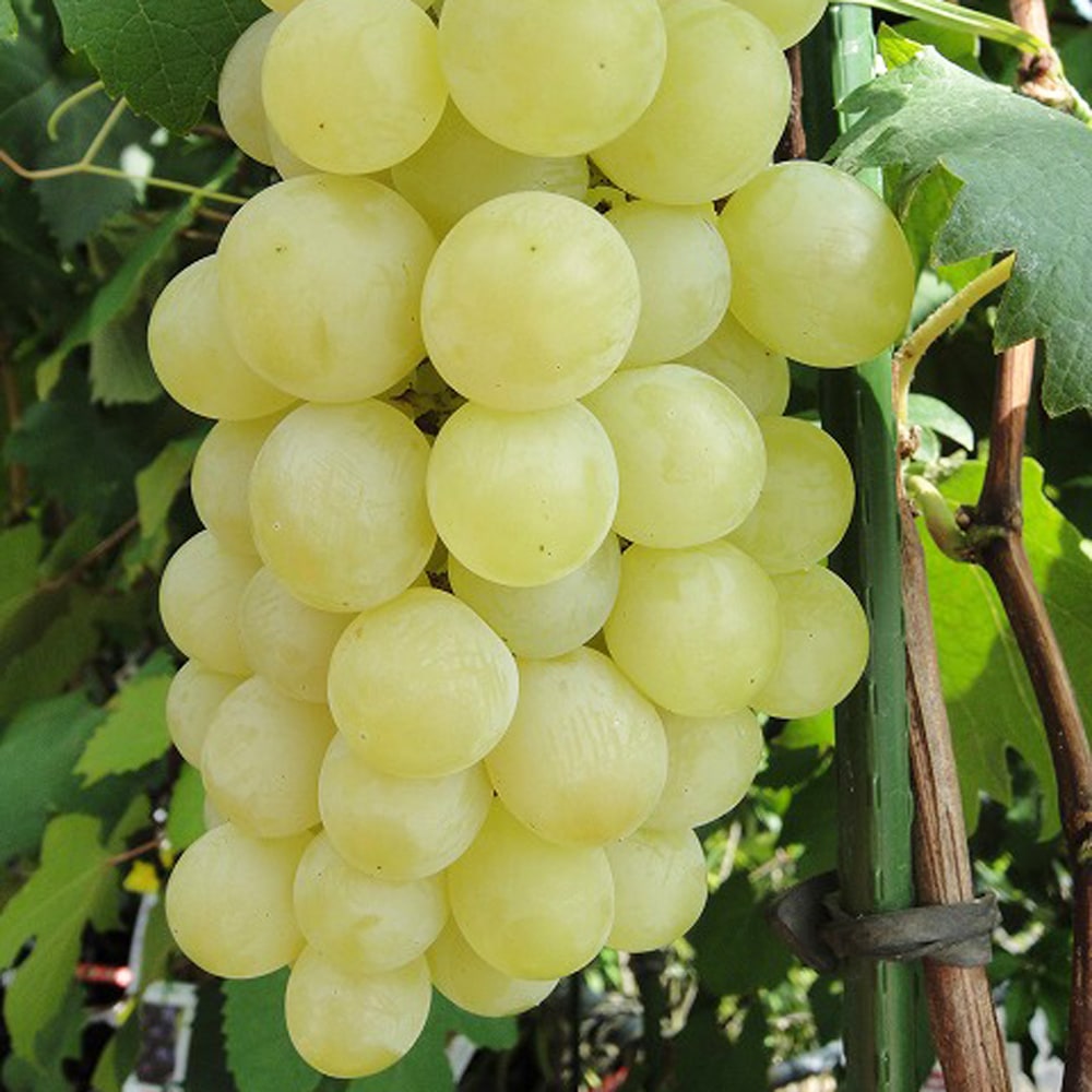 ブドウ ネオマスカット 1