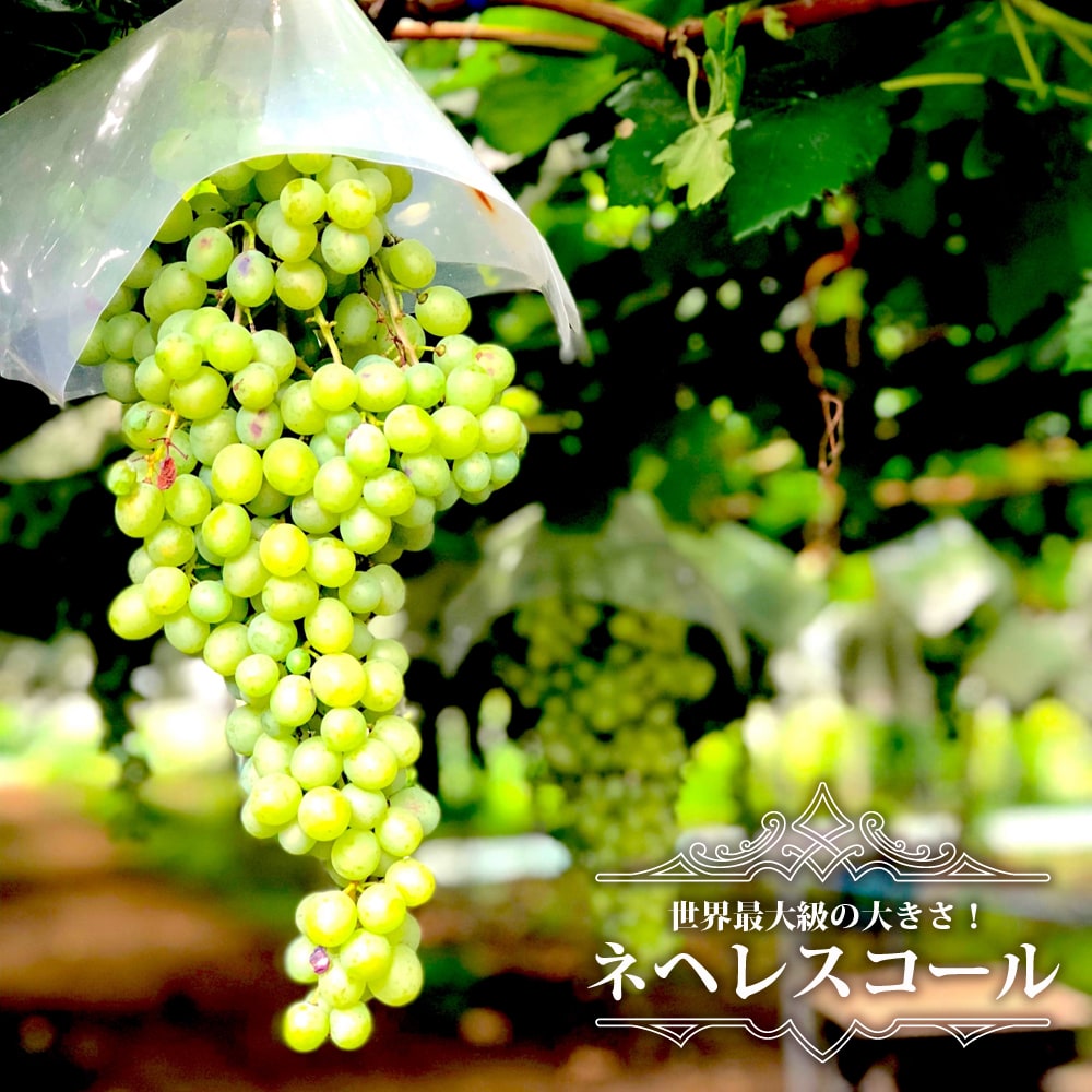 ブドウ ネヘレスコール 