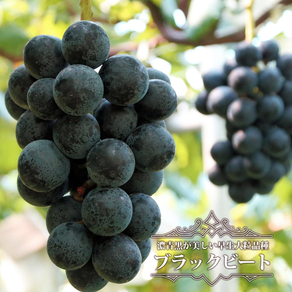 ブドウ ブラックビート 