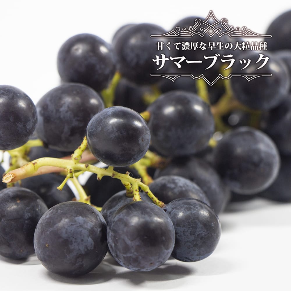 ブドウ サマーブラック　 