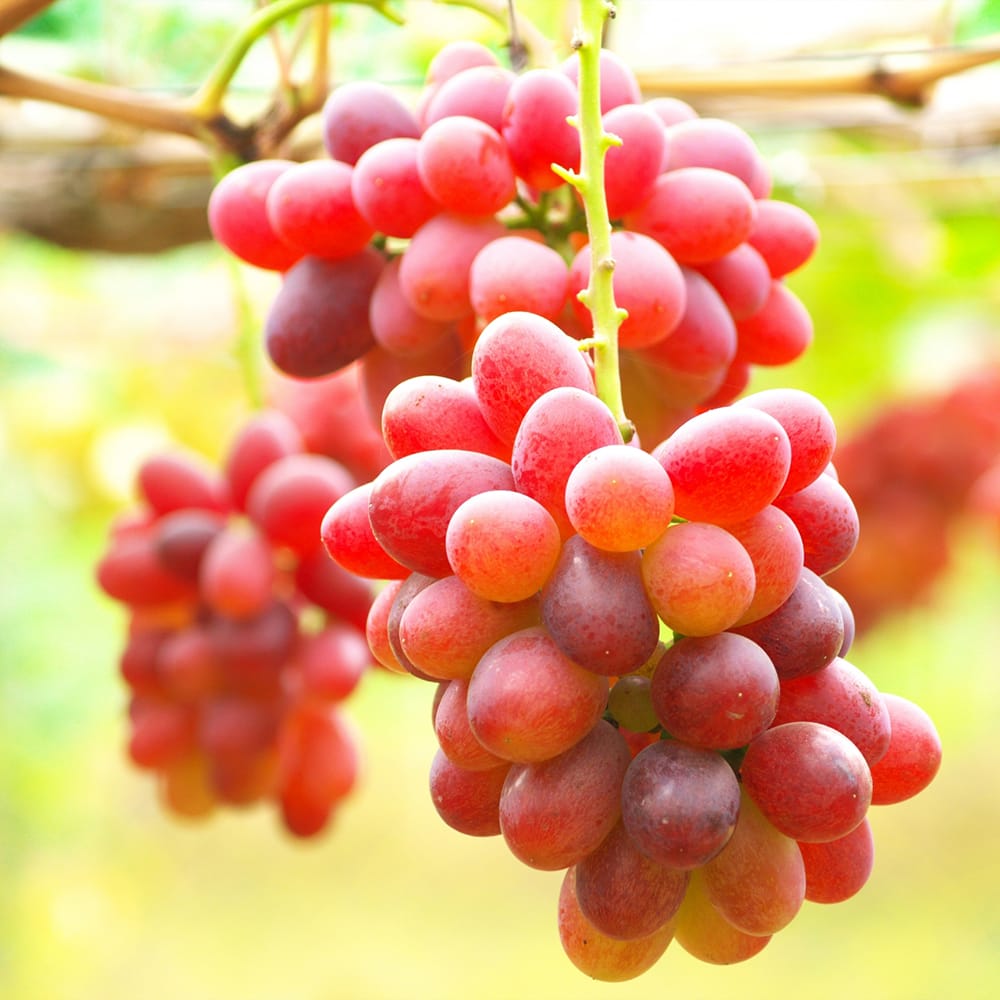 ブドウ サニールージュ 4