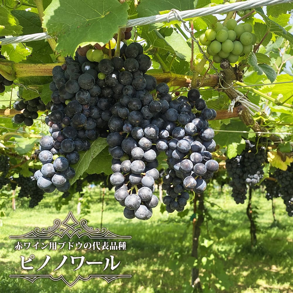 ブドウ ピノノワール 