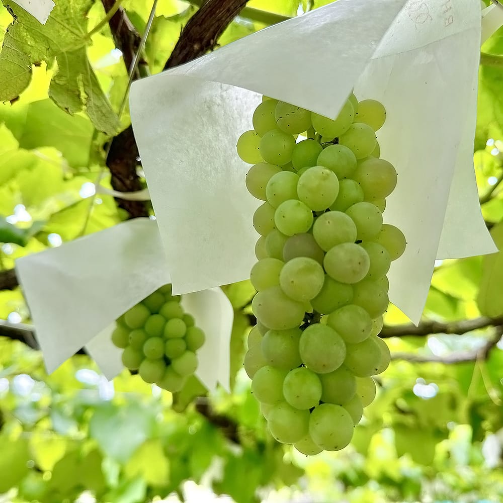 ブドウ デラウェア 3