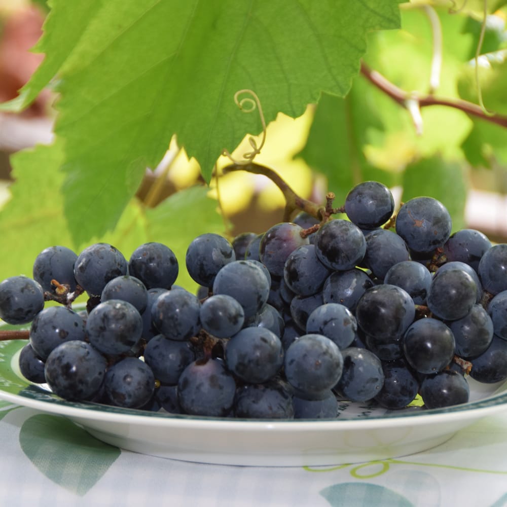 ブドウ マスカットベリーA 1