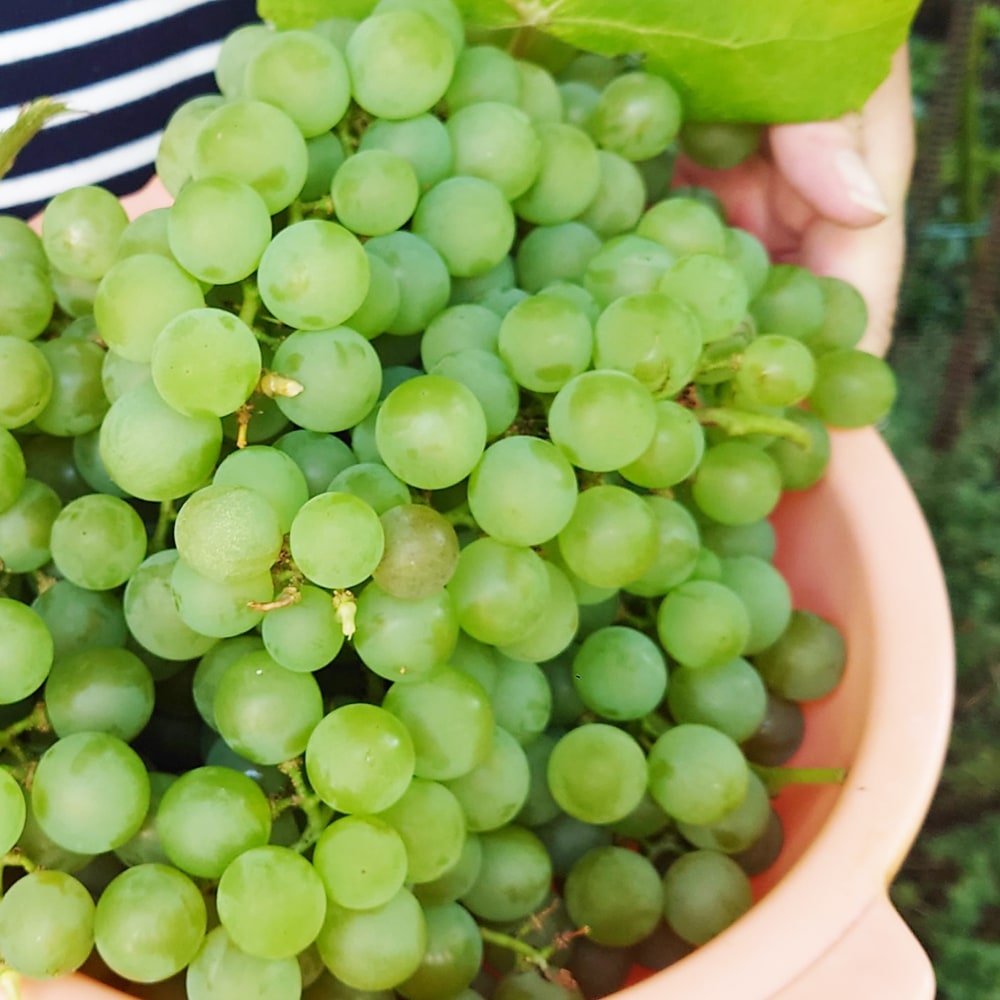 ブドウ ポートランド 1