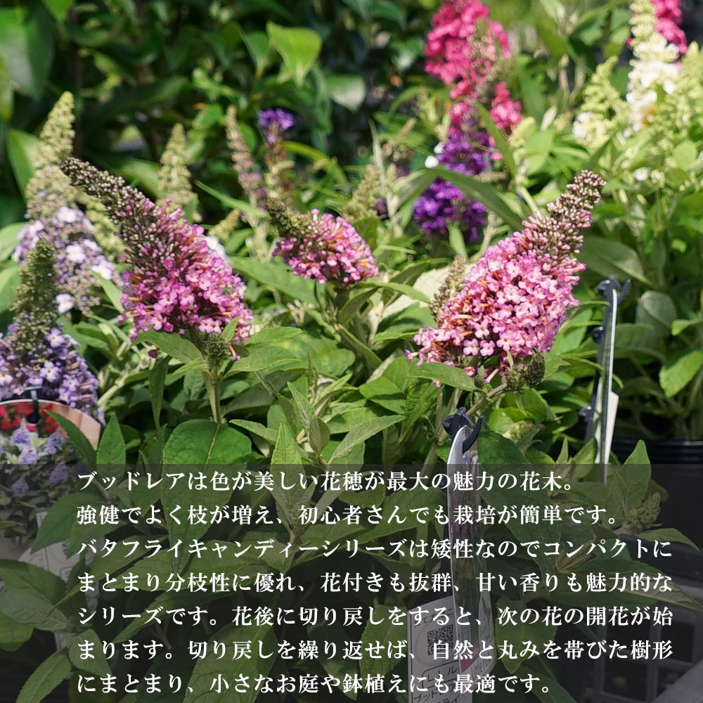 ブッドレア リトルピンク 3