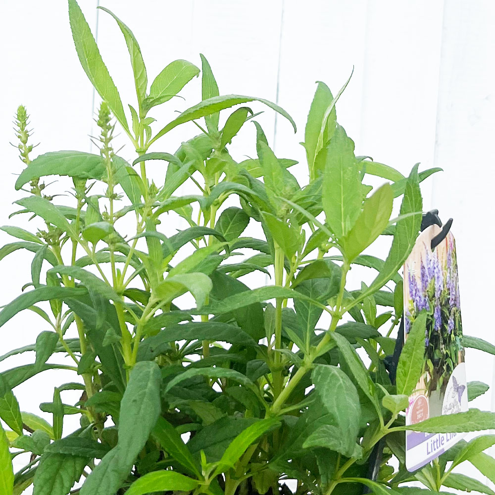 ブッドレア リラスイートハート 2