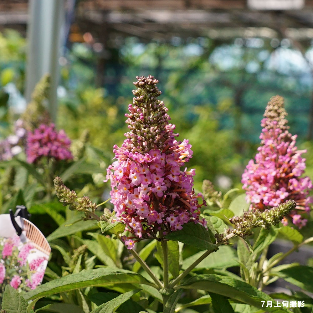 ブッドレア リトルピンク 2