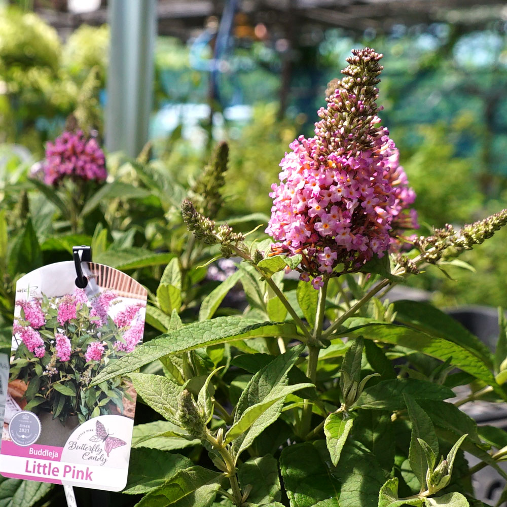ブッドレア リトルピンク 1