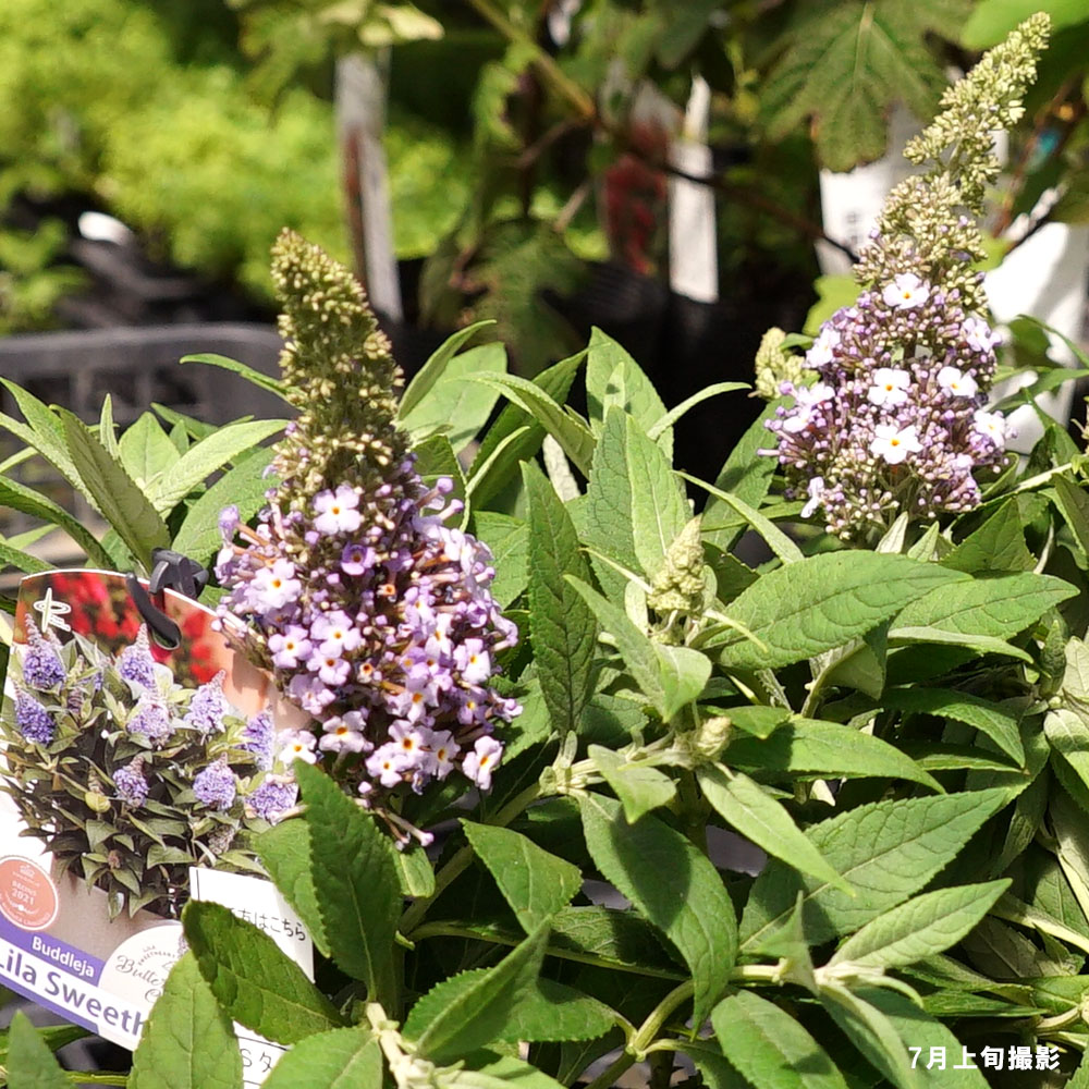 ブッドレア リラスイートハート 2