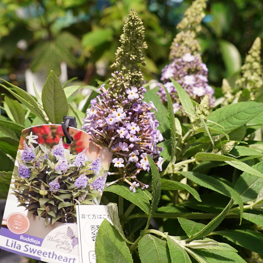 ブッドレア リラスイートハート 1