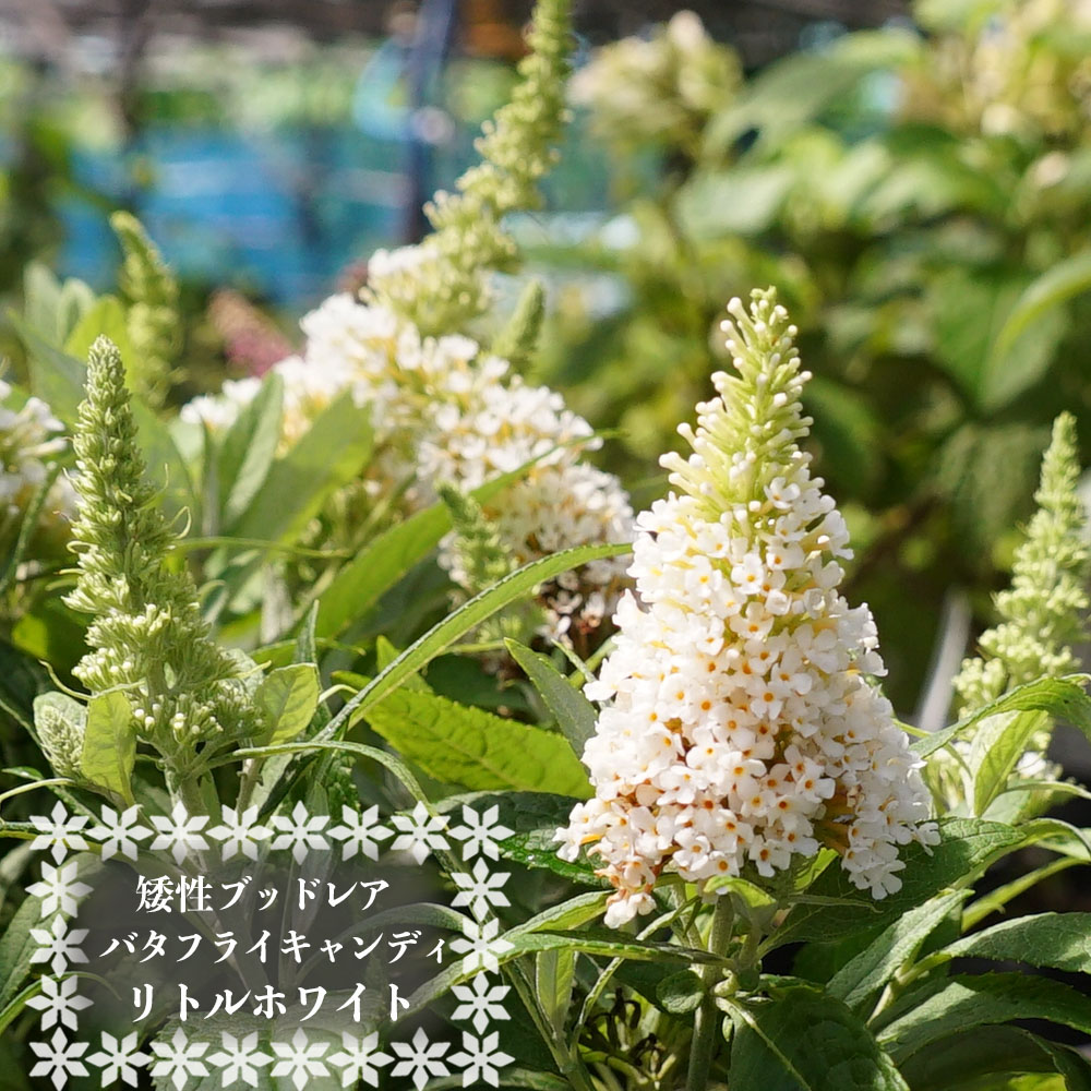 ブッドレア リトルホワイト 