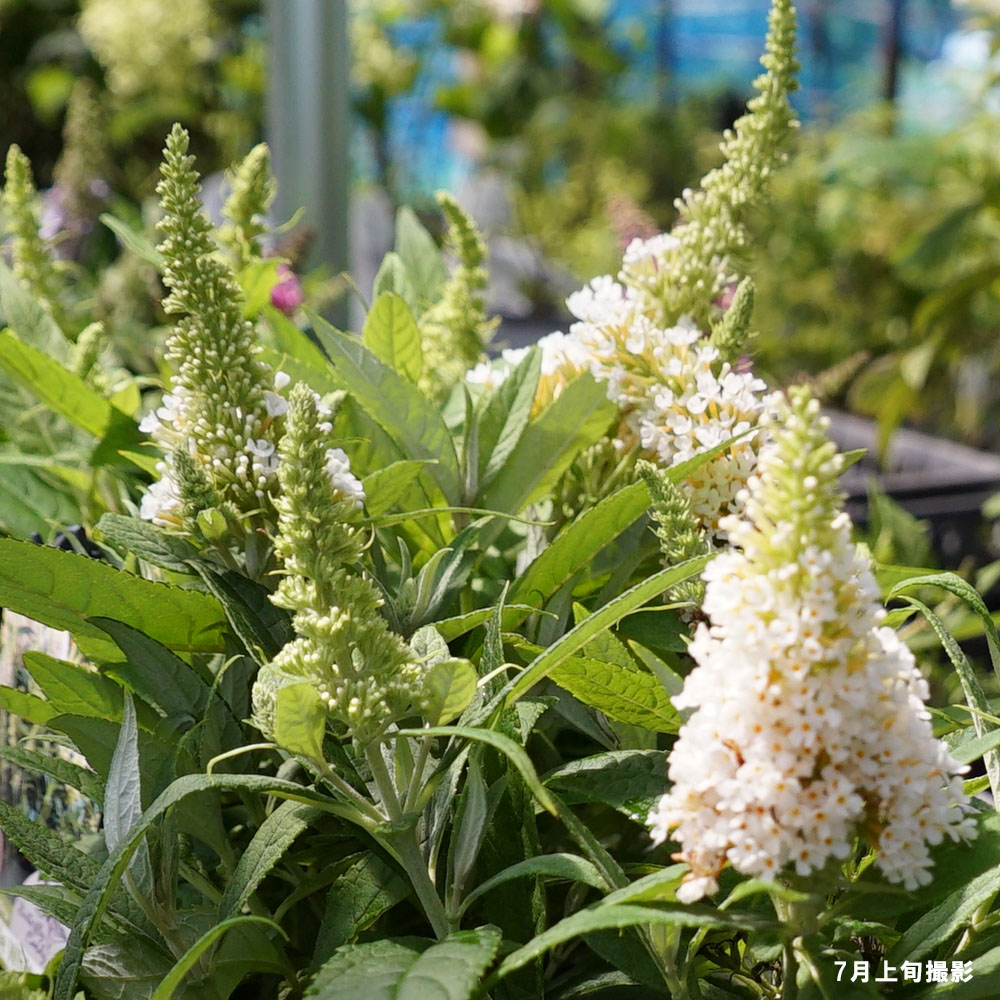 ブッドレア リトルホワイト 2