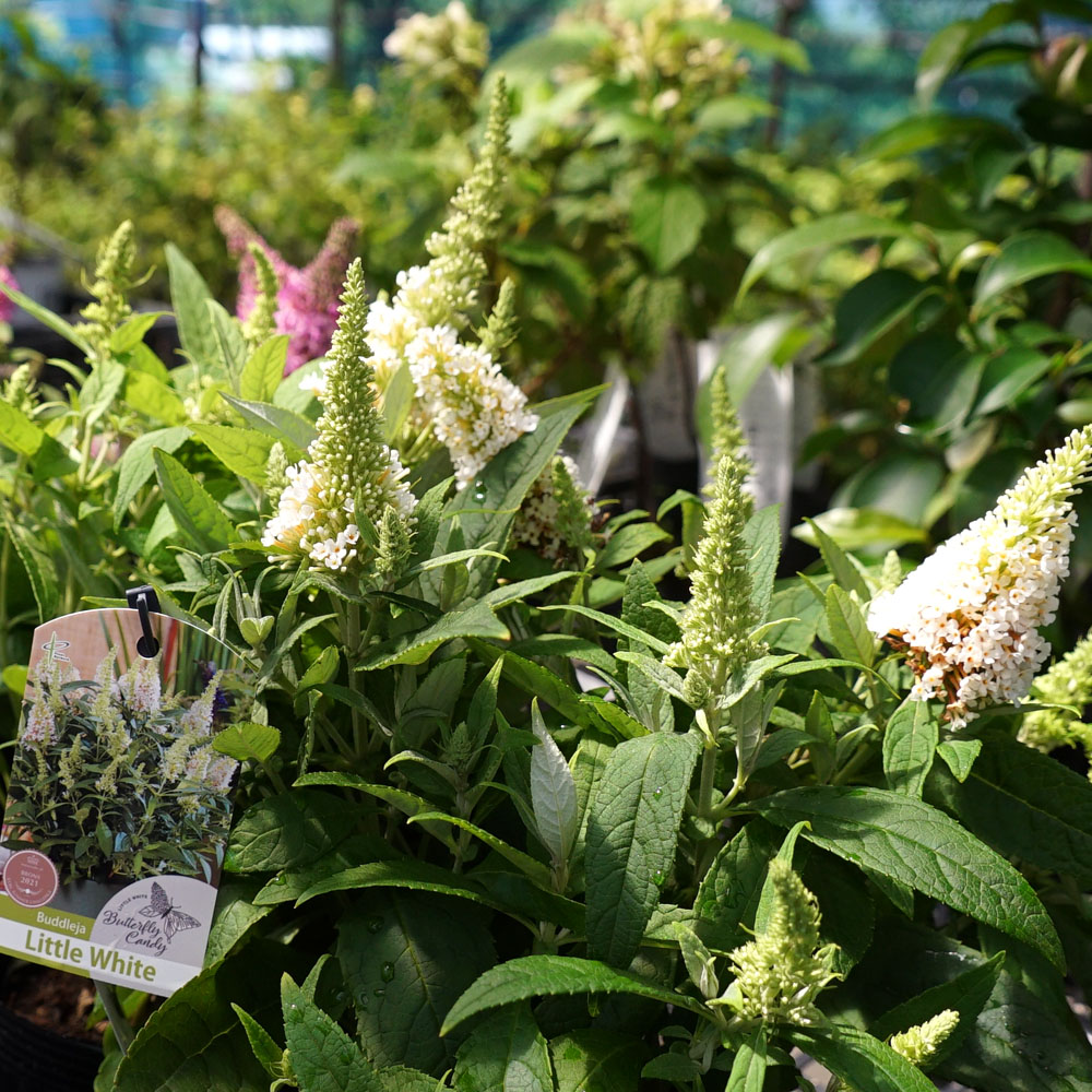 ブッドレア リトルホワイト 1