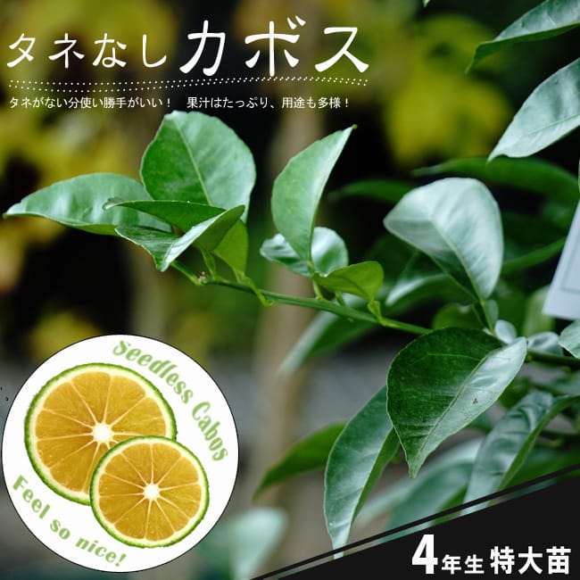 柑橘 種無しカボス 