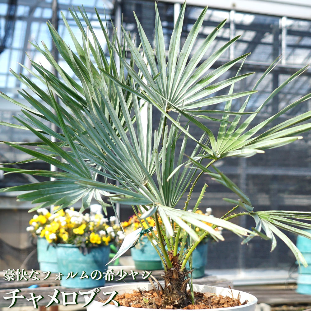 ヤシ チャメロプス フミリス 苗 通販 苗木部 By 花ひろばオンライン