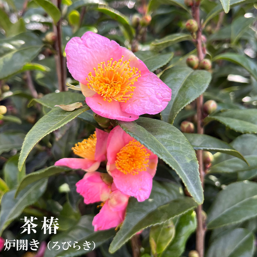 茶椿 （ちゃつばき） 炉開き（ろびらき）