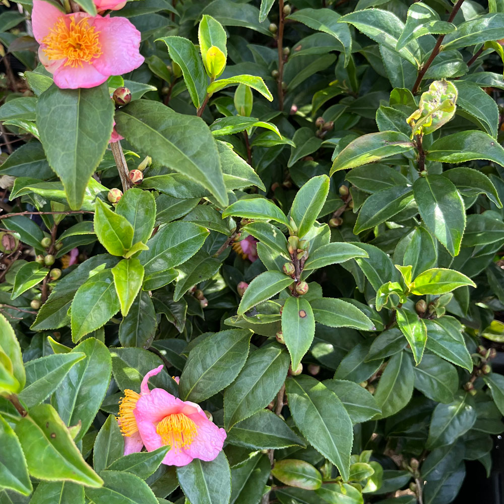 椿 茶椿 炉開き 苗 販売 苗木部 By 花ひろばオンライン