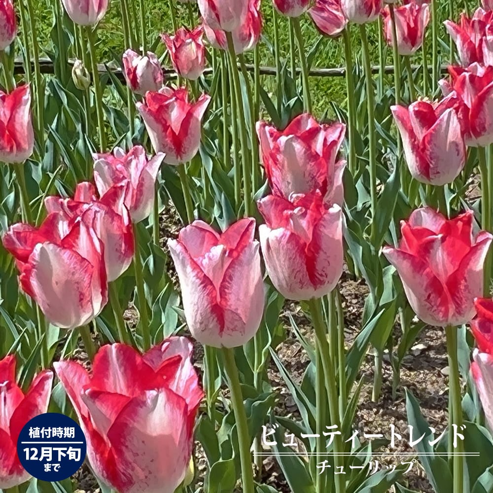 チューリップ ビューティートレンド 