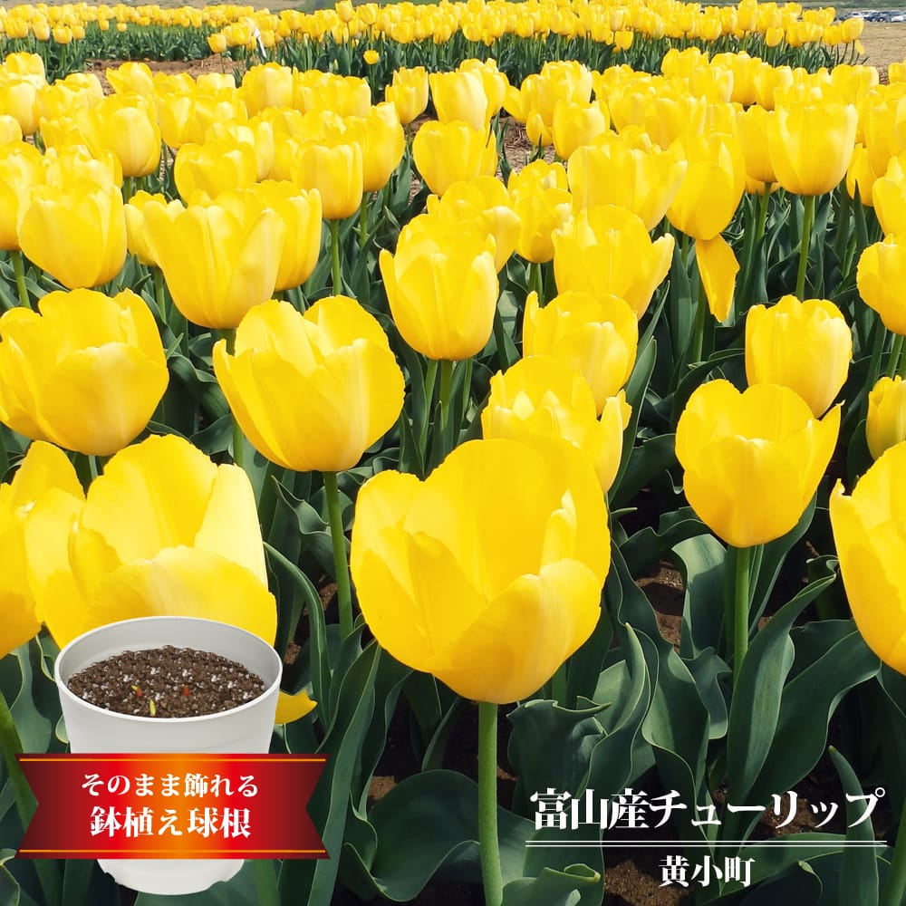 チューリップ 黄小町  