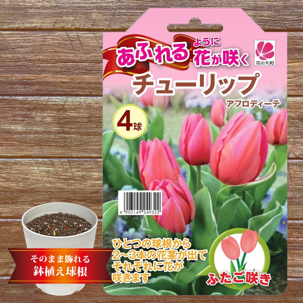 チューリップ アフロディーテ 