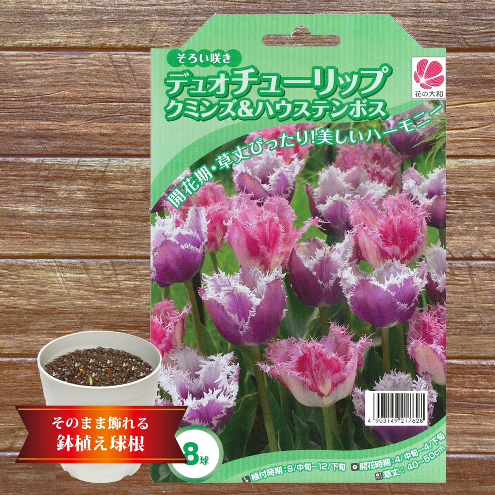 チューリップ デュオチューリップ クミンズ&ハウステンボス 2