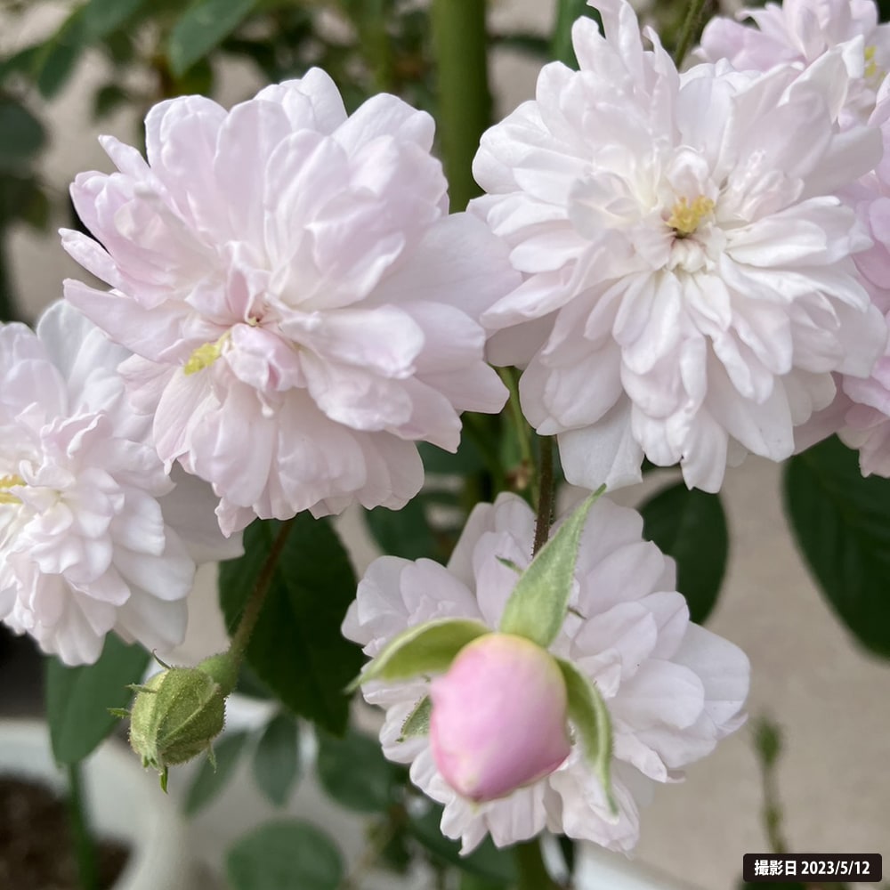 バラ ポールズヒマラヤンムスク 2