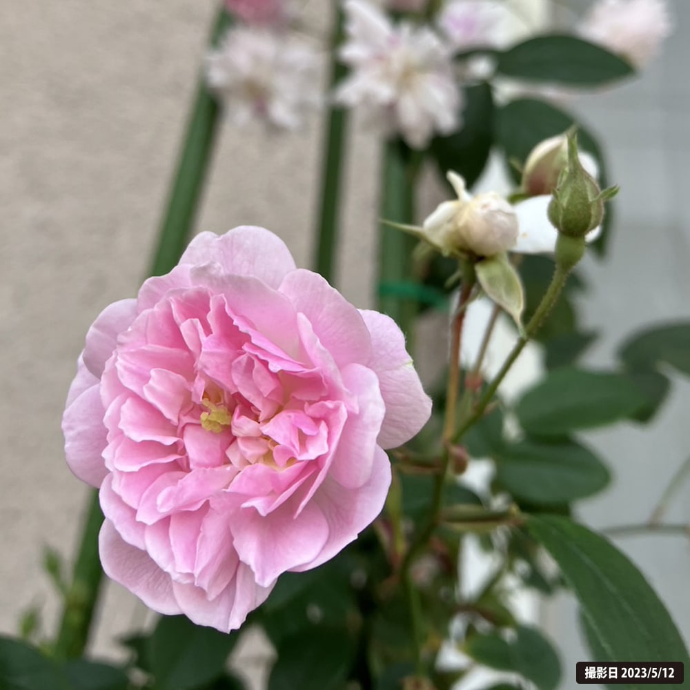 バラ ポールズヒマラヤンムスク R ランブラー （つるバラ） 苗