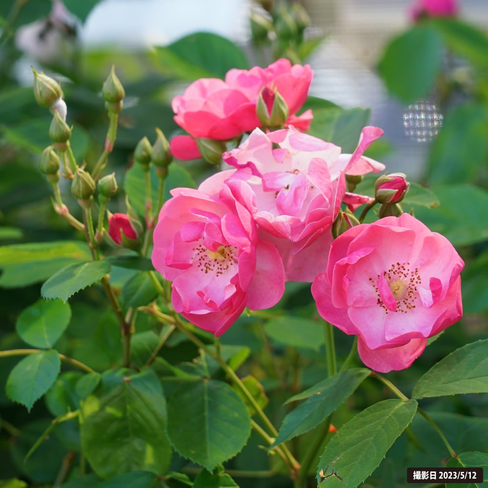 バラ アンジェラ CL クライミング (つるバラ) 苗 販売 苗木部 By 花