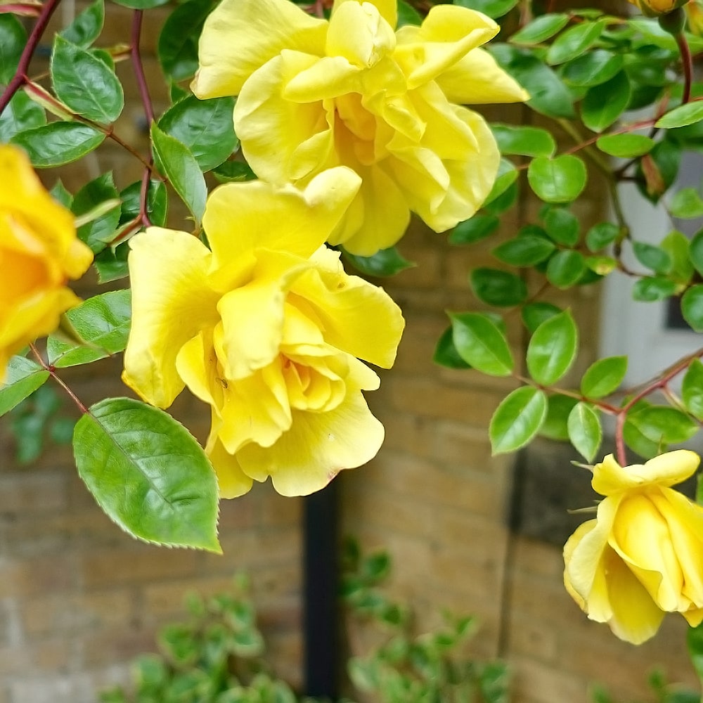 バラ ゴールデンシャワーズ 1