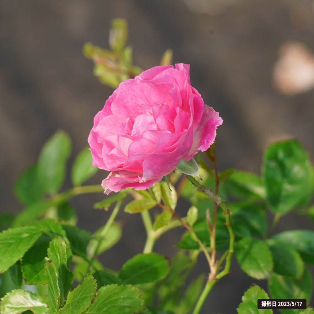 バラ ピンクサマースノー 1