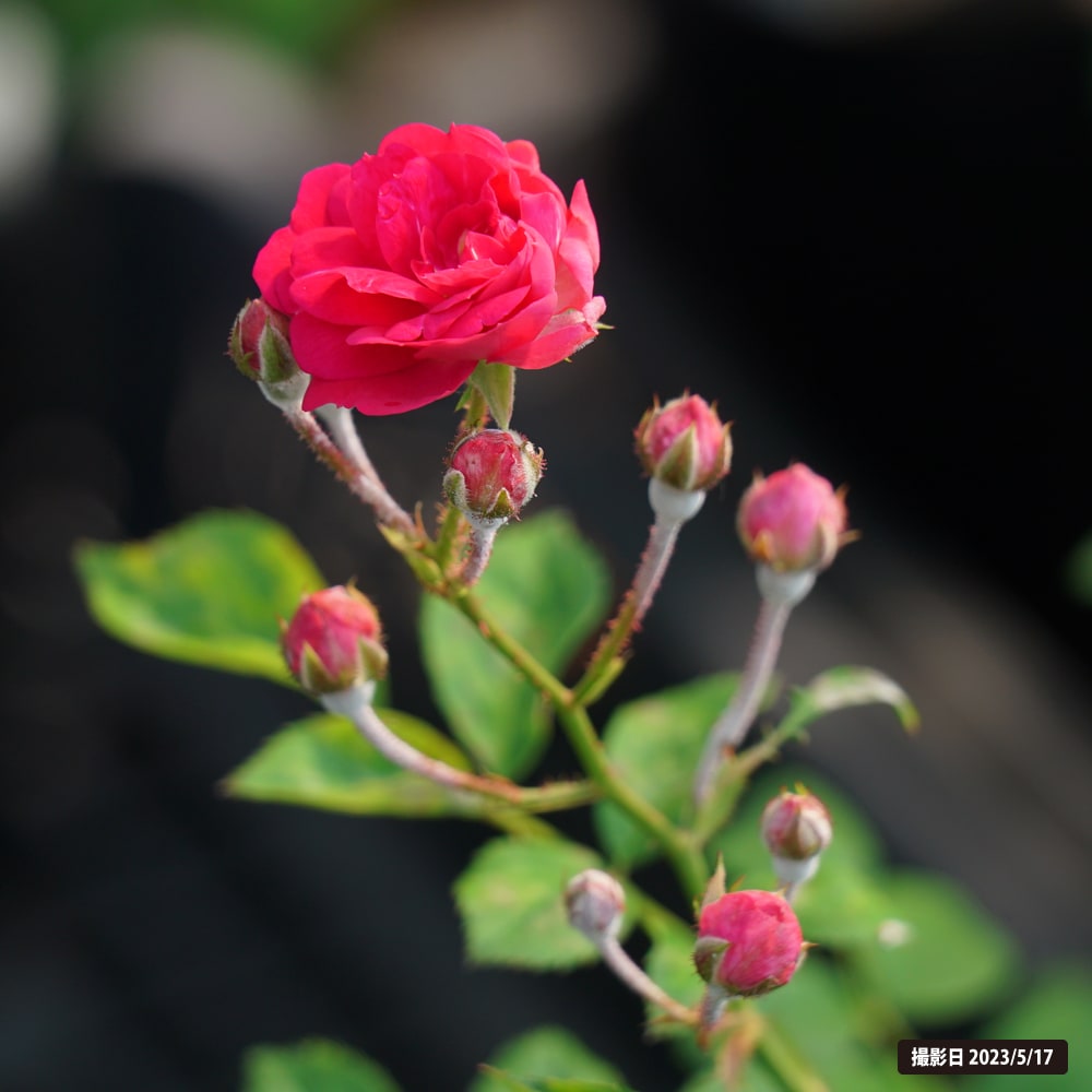 バラ キングローズ 1