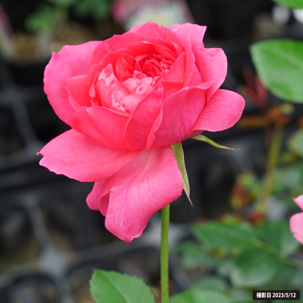 バラ パレード 1