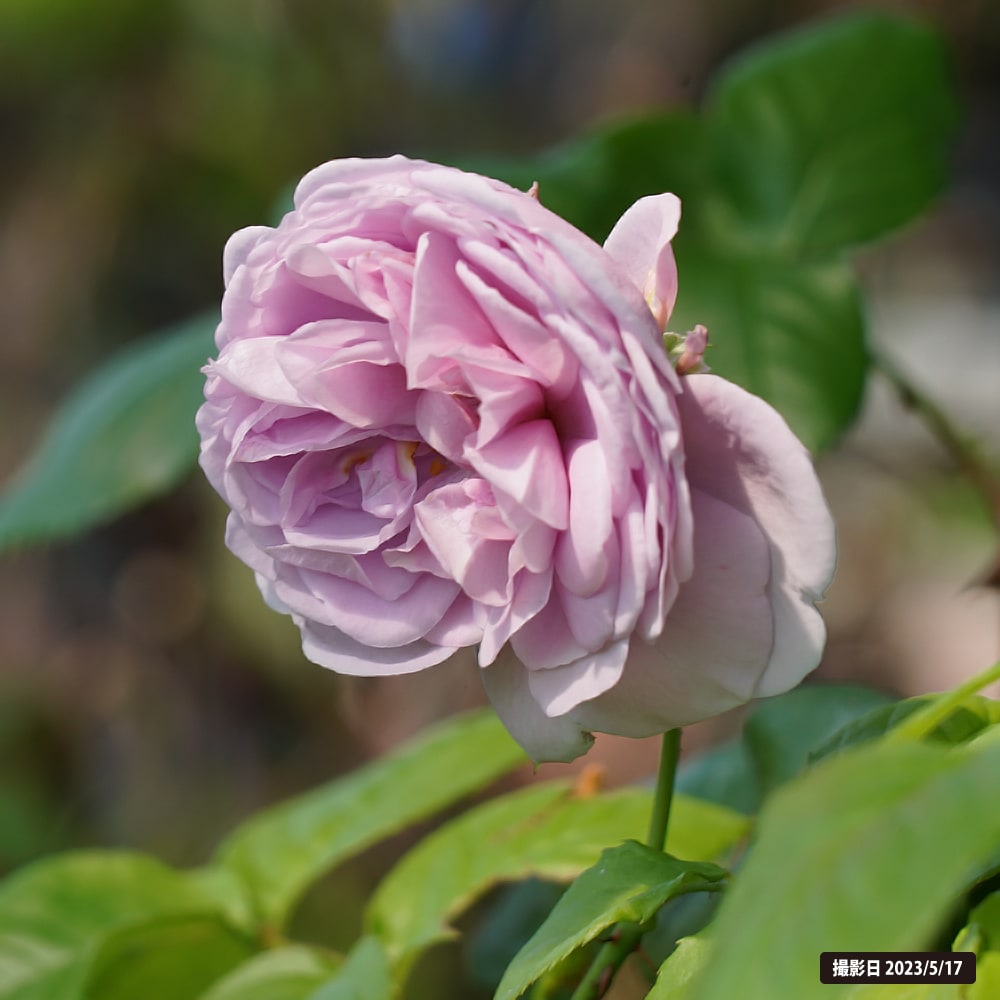 バラ ルシエルブルー 2