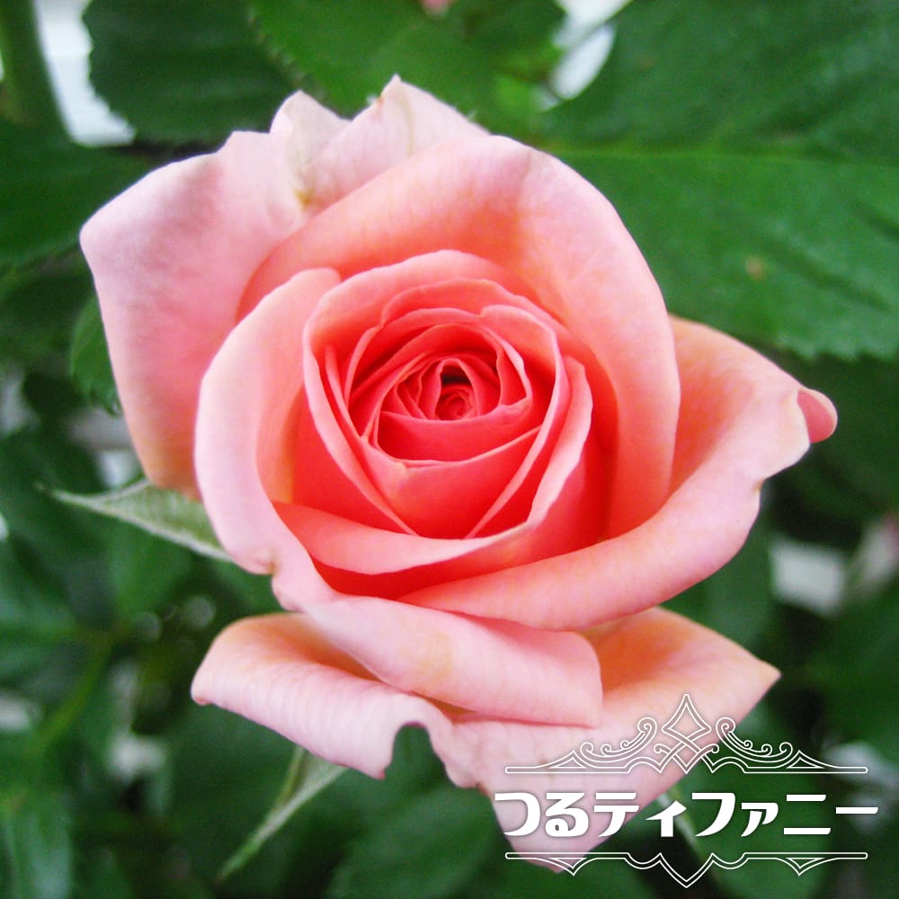 バラ つるティファニー 