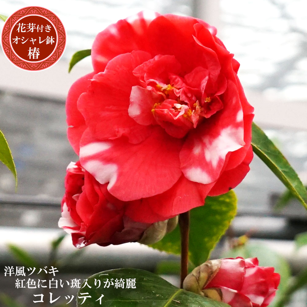 椿 コレッティ 2