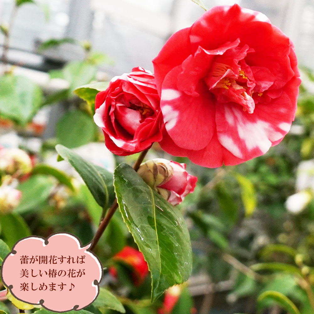 椿 コレッティ 2