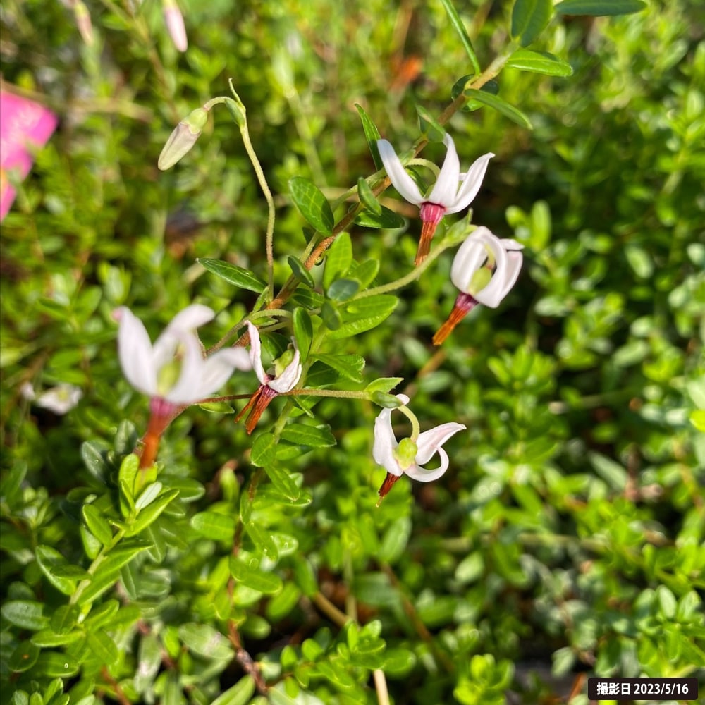 クランベリー バーグマン 5