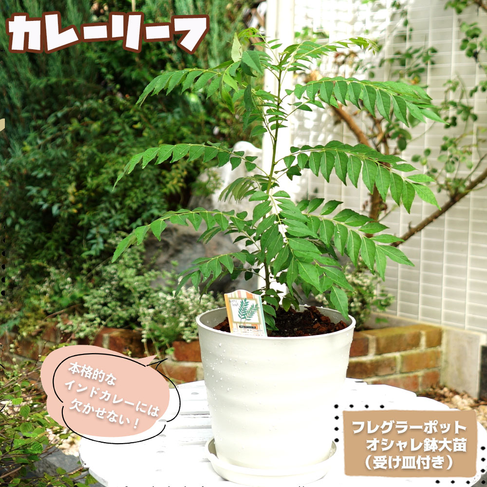 カレーリーフ カレーリーフ 