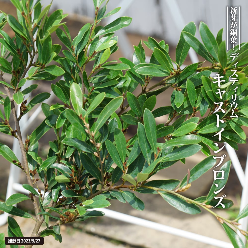 イスノキ キャストインブロンズ 