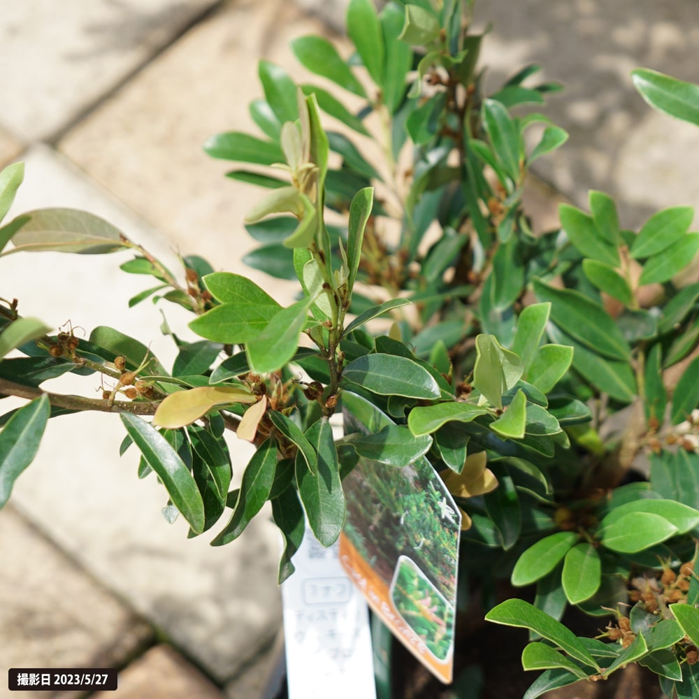 イスノキ キャストインブロンズ 1