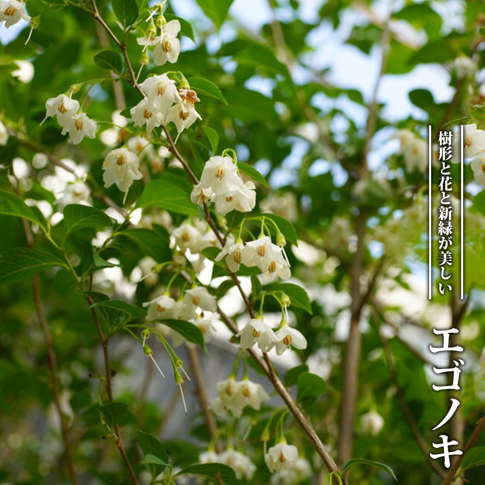 エゴノキ  