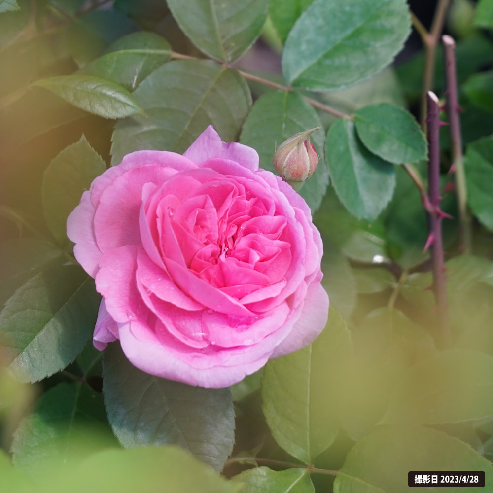 バラ ガートルードジェキル 2