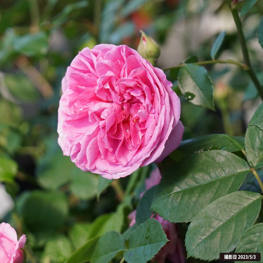 バラ ガートルードジェキル 1