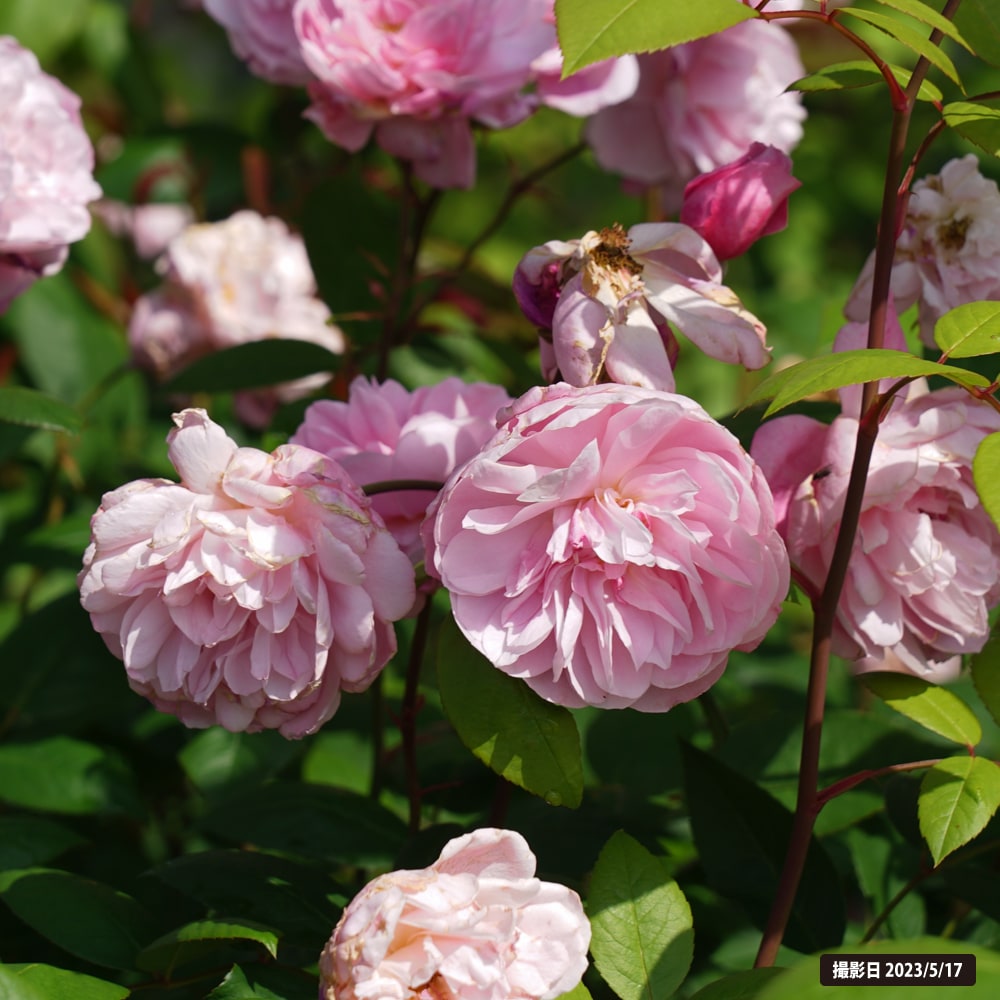 バラ メアリー ディレイニー 3