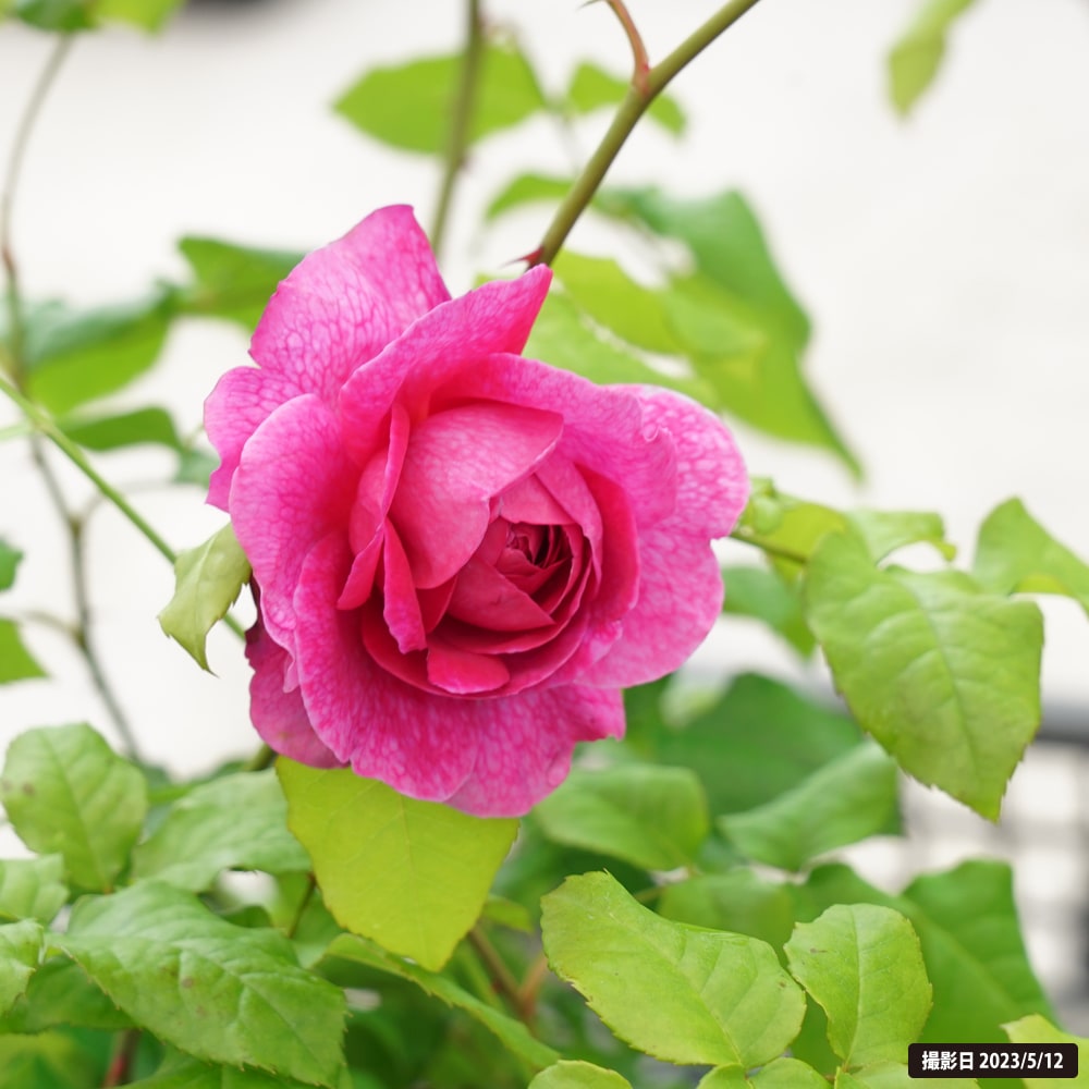 バラ ヤングリシダス 3